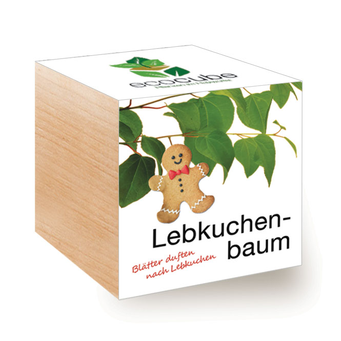 Pianta Ecocube in un cubo di legno "Albero di pan di zenzero