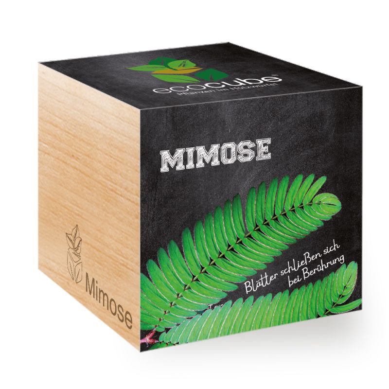 Pianta ecocubo in cubo di legno "Mimosa"