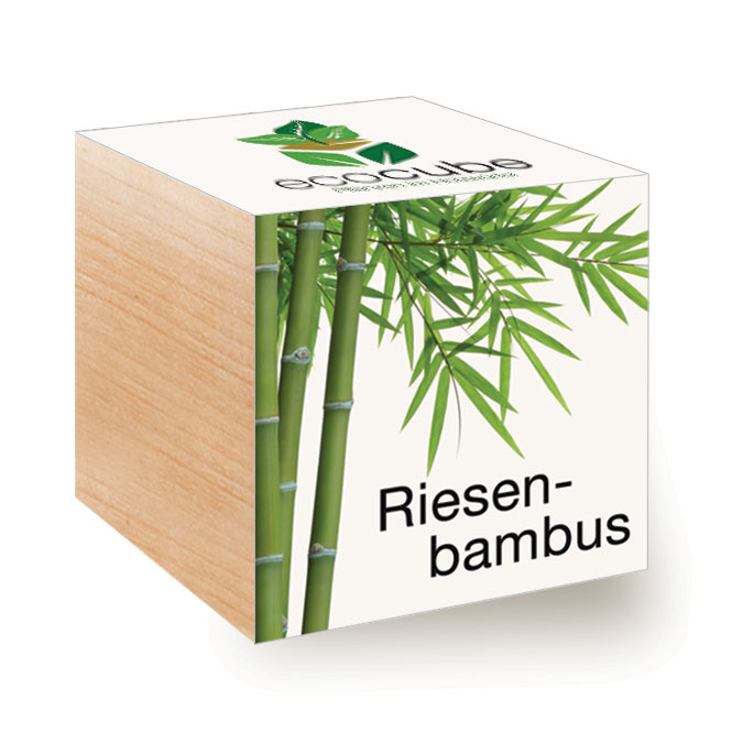 Pianta Ecocube in un cubo di legno "Bambù gigante