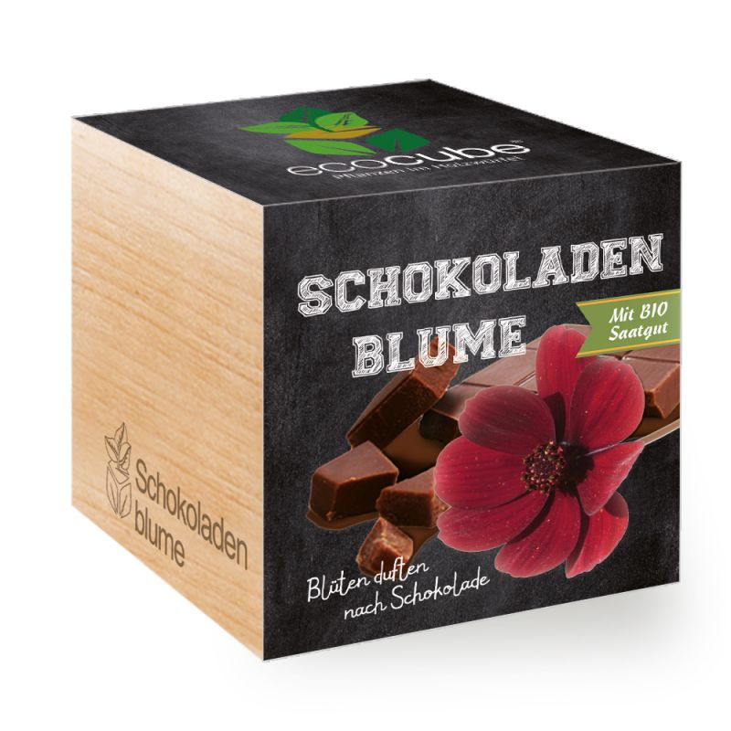 Pianta Ecocube in un cubo di legno "Fiore di cioccolato"