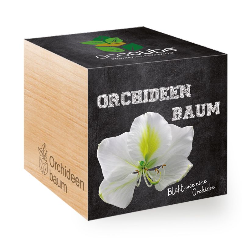 Pianta in cubo di legno "Orchidea"