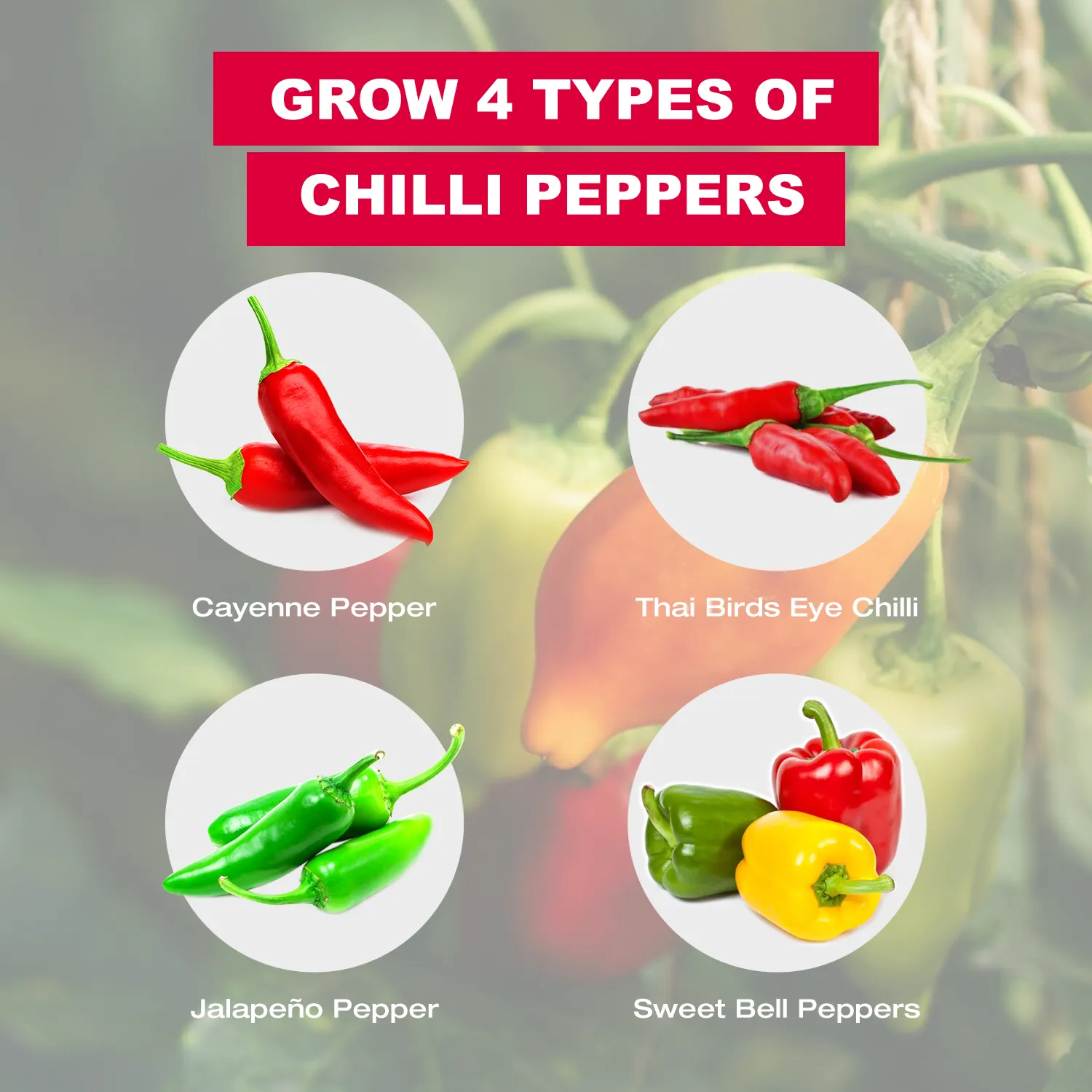 Grow Your Own Chilli Starter Kit online kaufen