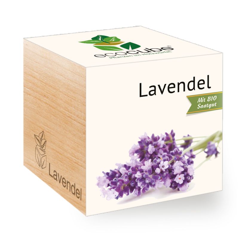 Pianta in cubo di legno "Lavanda"